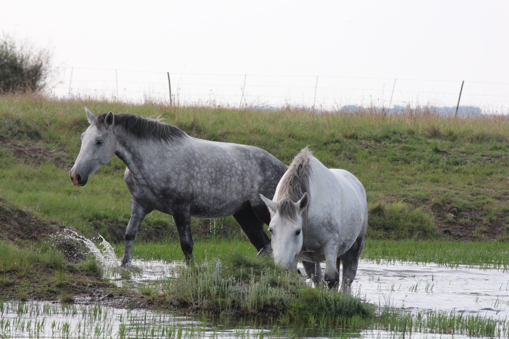 Pure bred percheron sport horses010.jpg